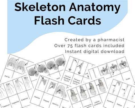 muscle smart card|skeletal system flashcards with pictures.